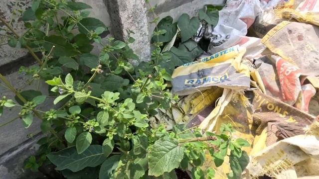 Cobra Rescued From Construction Site Under Cement Bags #cobra #rescue #wildlife #viral #trending смотреть онлайн