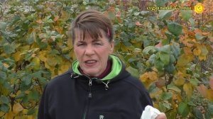 Совет ленивой огородницы: избавиться от парши на яблоне