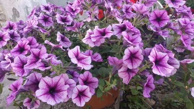 Самые Красивые Расцветки Ампельной Петунии 