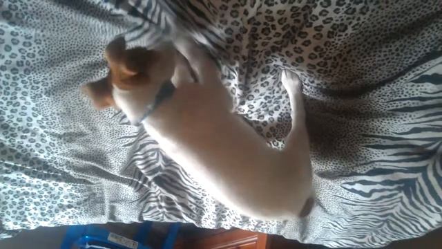 Джек Рассел Терьер смотреть онлайн