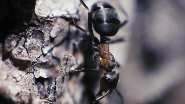 GAC GS8 смотреть онлайн