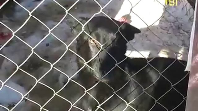 Приют Зоозащита +, Московская обл , г Серпухов смотреть онлайн