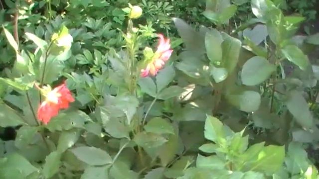 Прогулка по даче Сад и огород выпуск 058 смотреть онлайн