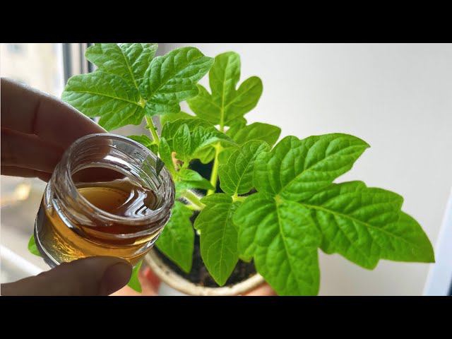 ЖАЛЕЮ что РАНЬШЕ РАССАДУ НЕ ПОДКАРМЛИВАЛА ЭТИМ! Теперь рассада всегда жирная крепкая и урожайная смотреть онлайн