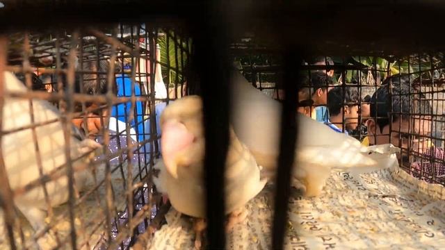 Bird Market Uluberia। Howrah Uluberia Bird Market। Uluberia Pet Market 2023। смотреть онлайн