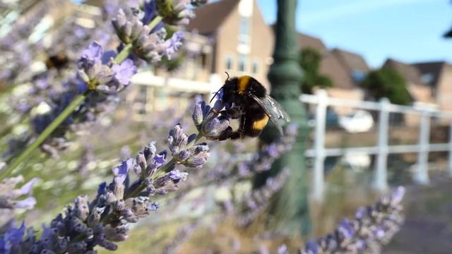 Leica C Lux HD 120bps slowmotion hommel op 3cm afstand смотреть онлайн