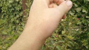 Крыжовники 7 сортов,какие выдержали наше южное  пекло и порадовали приростами.