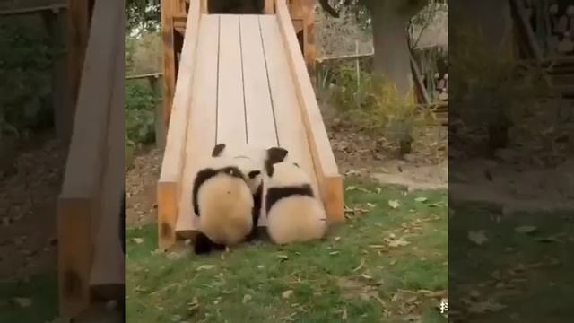 a best funny small panda compilation смотреть онлайн