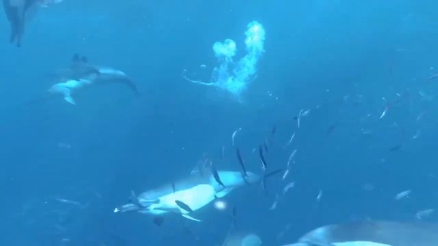 10 Hours Relaxing Underwater Sounds | For Sleep Dolphin And Whale Noises | Calming Deep Ocean Sound