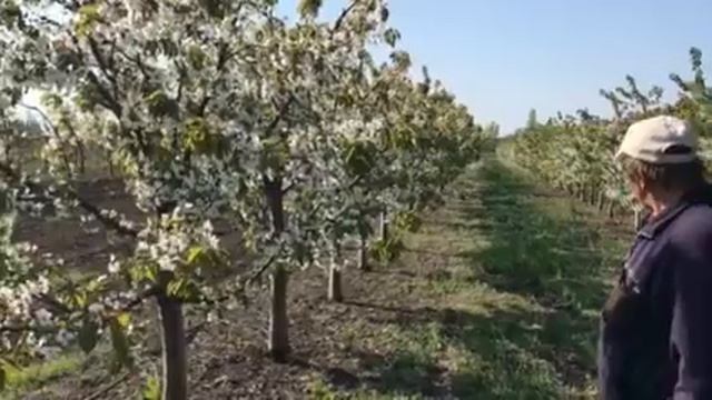 Интенсивная посадка карликовой черешни смотреть онлайн