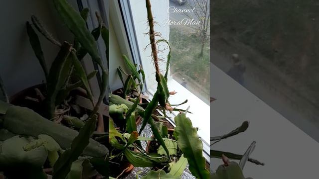 эпифиллумы смотреть онлайн