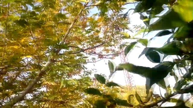 РАБОТА МАНКА НА ВОРОНУ НА УЛИЦЕ смотреть онлайн