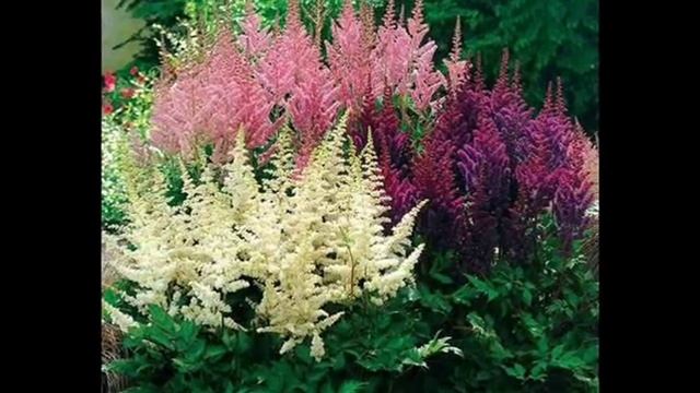 АСТИЛЬБА красивый многолетник для вашего сада смотреть онлайн