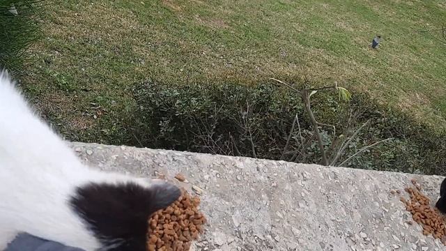 #котёнок получает воспитание от бабушки и дедушки смотреть онлайн