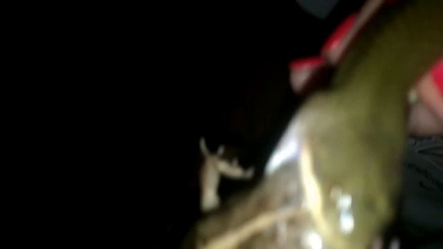 Поимка водяных змей во Вьетнаме смотреть онлайн