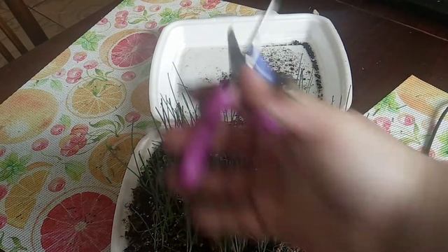 Рассада лука порея-стрижка смотреть онлайн