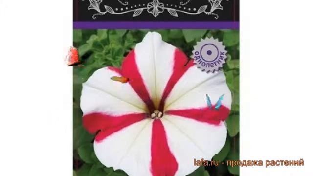 Петуния мультифлора Селебрити Роуз Стар ? обзор: как сажать, семена петунии Селебрити Роуз Стар смотреть онлайн
