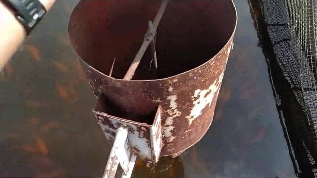 Как выращивают карпа в садках на рыбхозе!? смотреть онлайн