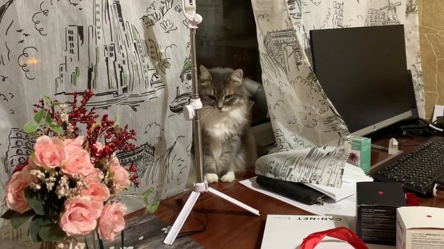 VLOG | ПОДГОТОВКА К ХЭЛЛОУИНУ смотреть онлайн