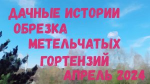 Дачные истории | Обрезка метельчатых гортензий | Весна 2024