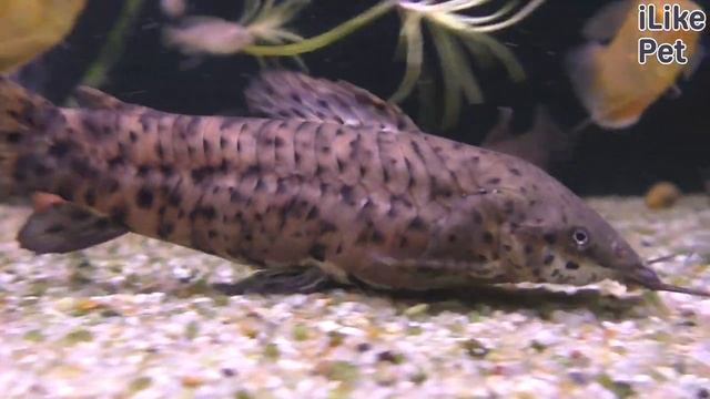 Уход за рыбкой торакатум смотреть онлайн