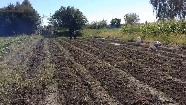 первое испытание копалки на влажном черназёме смотреть онлайн