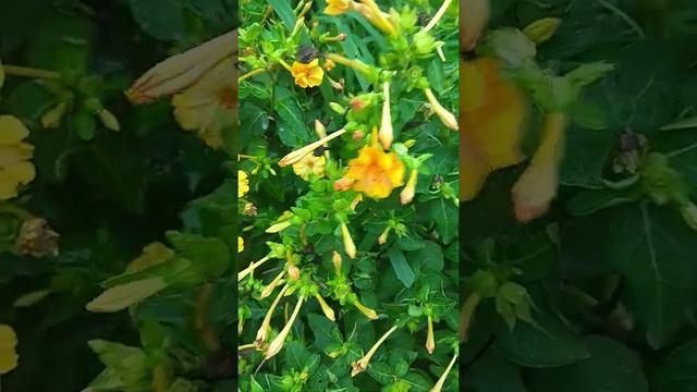 4 o clock flower plant blooming, gardener dost смотреть онлайн