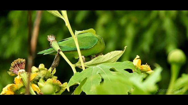 DSLR CANON M 50 MARK 2 CINEMATIC 4K VIDEO TEST , CANON CAMERA VIDEO TEST , CINEMATIC TEST смотреть онлайн