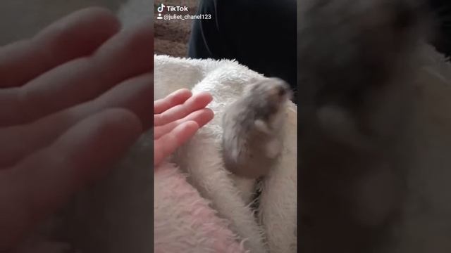 my sweet Juliet ? смотреть онлайн