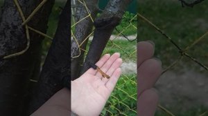 Прививка шарафуга. Прививка на сливу. Результат прививки. Косточковые.