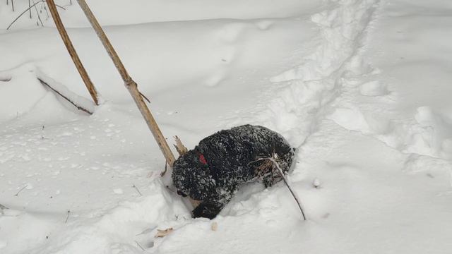 Банда на выгуле. Пытаемся дотопать до дома🙈😆 смотреть онлайн
