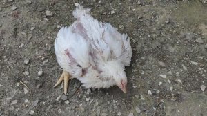 Бройлеры  Кобб 500 1 месяц и 2 дня / дохнут без остановки!