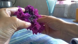 Петуния сорта Черныго Триумф