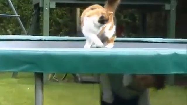 How much fun you can get to play with cat on the trampoline? смотреть онлайн