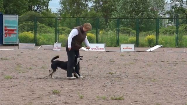 СОРЕВНОВАНИЯ ПО ТАНЦАМ С СОБАКАМИ. КУБОК "ROYAL CANIN". 11. 06. 2016. смотреть онлайн