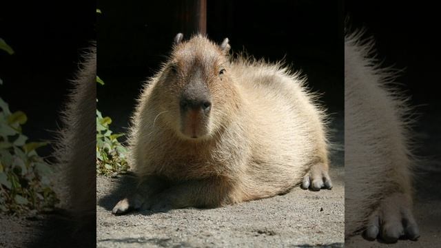 капибара песня слушать онлайн без регистрации маминой карты сбербанка смотреть онлайн