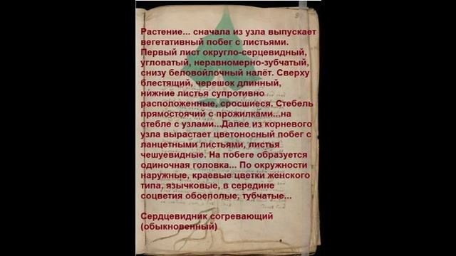 Voynich manuscript, translated from the dictionary 8 s смотреть онлайн