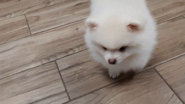 Шпицуля мальчуган смотреть онлайн