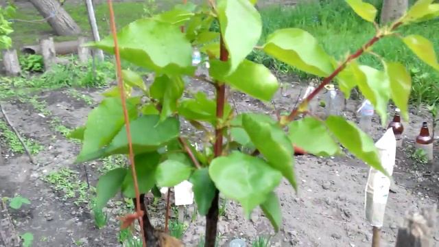 Окулировка в августе или прививка в апреле сравнение. смотреть онлайн