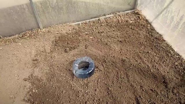 Посадка томата только вертикально с ограниченным поливом смотреть онлайн