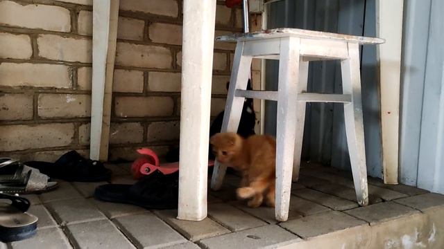 Котята опять дерутся, балуются и просто крупный план. Где их только не носит. смотреть онлайн