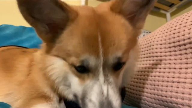 ДЕТЕКТОР ЛЖИ! Я не Из ДВОРЦА?! Корги Рокки и Корги Элли смотреть онлайн