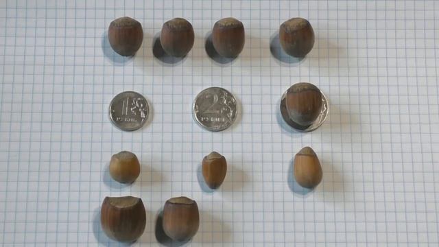 Обзор гибридных лещин (плоды). смотреть онлайн