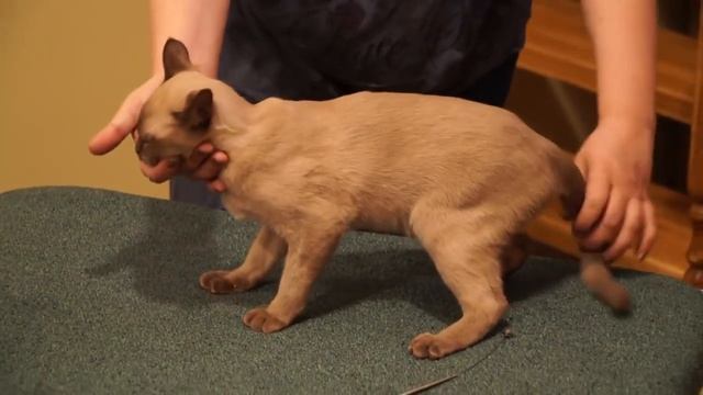 Бурманская кошка: рассказ заводчика