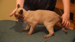 Бурманская кошка: рассказ заводчика