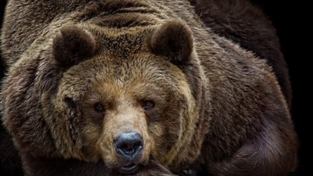 Удивительные медведи: полезные советы при встрече с ними и забавные фотографии