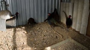 Чем кормить фазанов