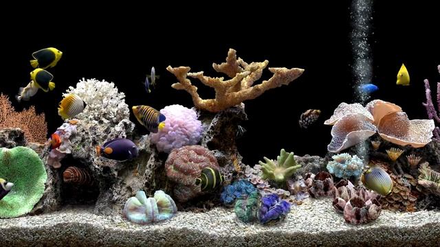 Soothing Fish Tank With Bubbling Water | 4 Hours No Music | Focus And Meditate