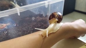 Плюсы и минусы улиток ахатин. Стоит ли заводить улиток.