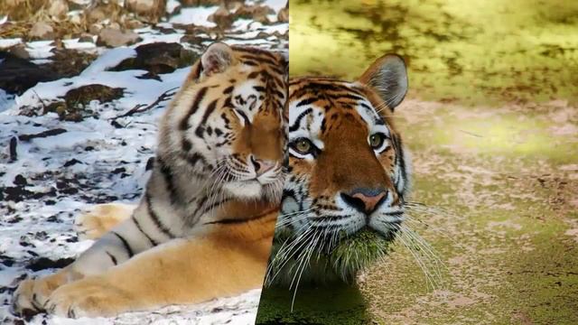 Маленькие тигрята смотреть онлайн